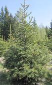 Valkokuusi